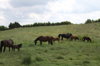 Stuten und Fohlen auf Weide